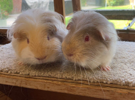 Sweet Baby Longhaired Guinea Pig Boars
