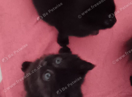 LONG HAIRED NORWEGIAN FOREST CAT CROSS KITTENS 2 GIRLS FOR SALE