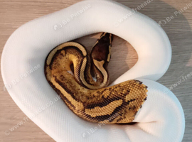 Ball pythons for sale