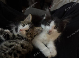 2 kittens