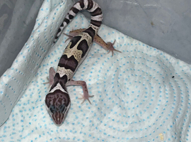 Baby leopard gecko available in 7 weeks!
