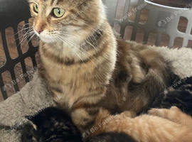 Fluffy and sweet kittens