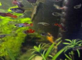 Male Guppies tropical