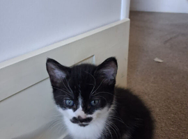 Kittens
