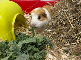 Two males guinea pigs for sale