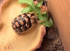 Marginated tortoise