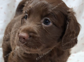 Cocker spaniel pups