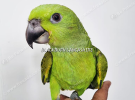 Beautiful baby yellow naped amazon