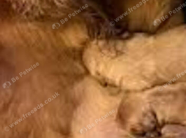 beautiful cockapoo puppies