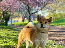 Shiba inu