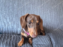 Two miniature dachshunds