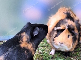 Two x male bonded Guinea Pigs + C&C Cage