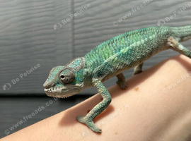Blue Bar Panther Chameleon at Birmingham Reptiles