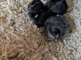 Day old hybrids