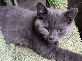 British Shorthair Kittens Ready To Go
