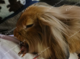 Female rabbit