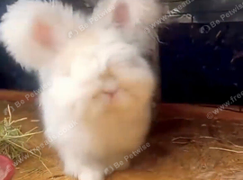 Angora bunnies