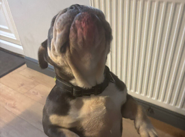 Lilley British bulldog
