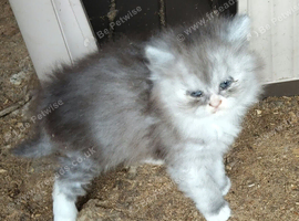BSH X PERSIAN KITTEN