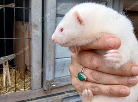 Kit ferrets