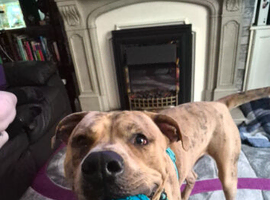 Experienced Home Needed