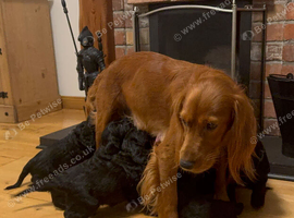 Cocker Spaniel