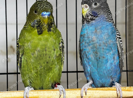 Black face budgies