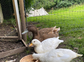 2 White Call Duck Drakes for sale