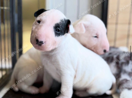 Miniature English bull terrier puppies