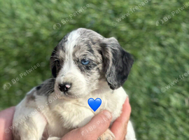 Outstanding Cocker Spaniel Puppies