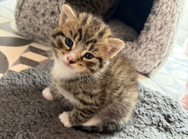x2 Boy Kittens