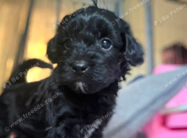 Cavapoo x maltipoo puppies
