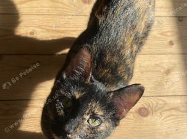 Female calico pippin