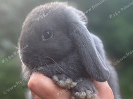 Pure bred mini lop - ready now