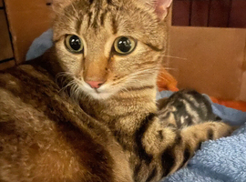 Stunning Rosette Striped Bengal kittens
