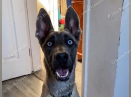 Sky 9 month Belgian Mali for sale