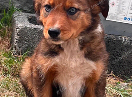 9 stunning pups