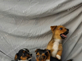 Beautiful Jack Russell cross Yorkshire terrier cross Norfolk terrier puppies for sale