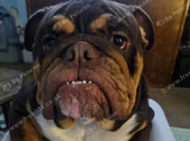 Old english bulldog for stud.