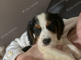 Cocker spaniel puppies