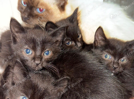 Ragdoll kittens for sale