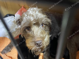 Patterdale pups