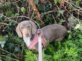 Isabella and tan dachshund