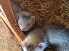 Silver Jill kits