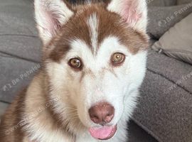 Husky for sale