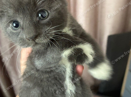 Beautiful grey boy kitten
