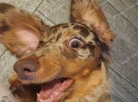 Marley the dachund puppy