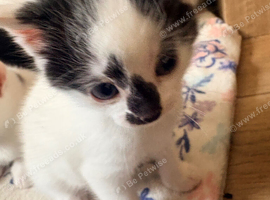 Kittens ready to leave