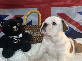 English bulldog gorgeous pups KC registered genuine breed colours