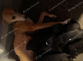 Bedlington x whippet puppies